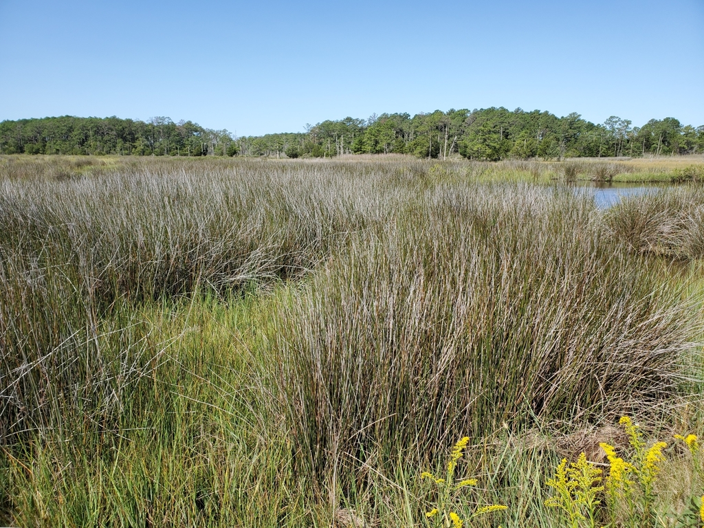 Needlegrass rush (Juncus roemerianus)
