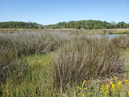 Needlegrass rush (Juncus roemerianus)