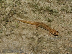 Desmognathus planiceps