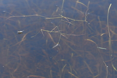 Potamogeton sibiricus