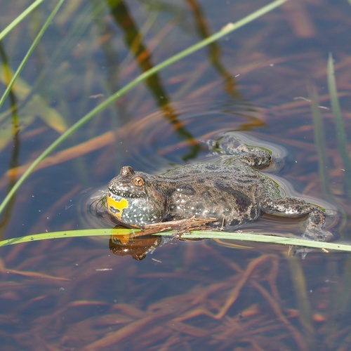 European Fire-Bellied Toad