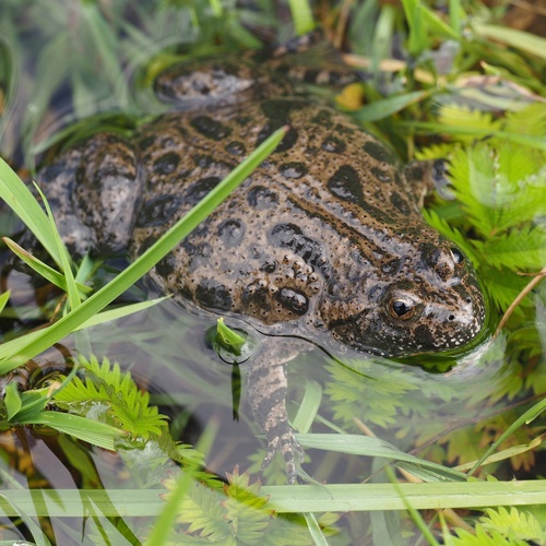 European Fire-Bellied Toad