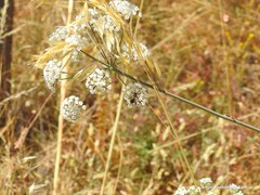 Conopodium subcarneum