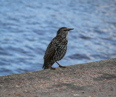 Sturnus vulgaris