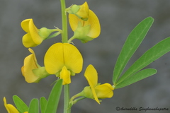 Crotalaria medicaginea