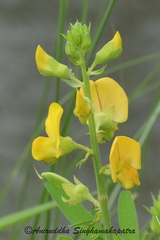 Crotalaria medicaginea