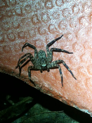 Selenops mexicanus