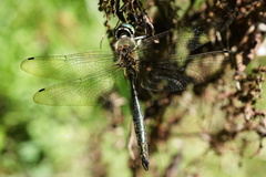 Somatochlora meridionalis