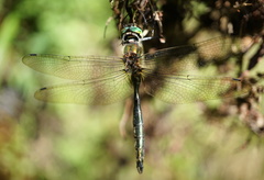 Somatochlora meridionalis