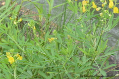 Crotalaria medicaginea