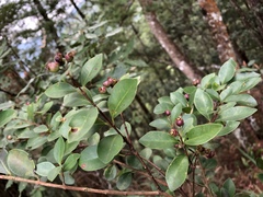 Syzygium elliptifolium