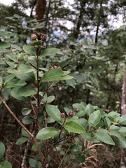 Syzygium elliptifolium