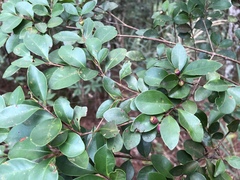 Syzygium elliptifolium