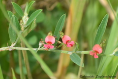 Indigofera linifolia
