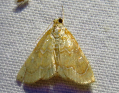 Glaphyria sesquistrialis