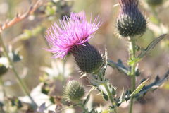 Cirsium ukranicum