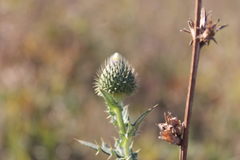 Cirsium ukranicum