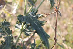 Cirsium ukranicum