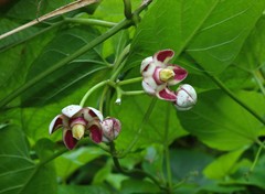 Cynanchum annularium