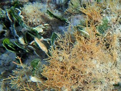Amphiroa fragilissima