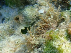 Amphiroa fragilissima