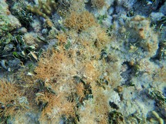 Amphiroa fragilissima