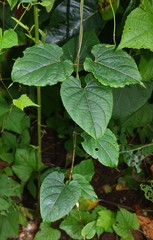 Cynanchum annularium