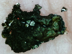 Xanthoparmelia loxodes