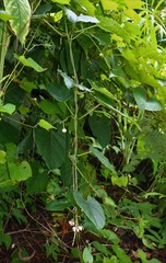 Cynanchum annularium