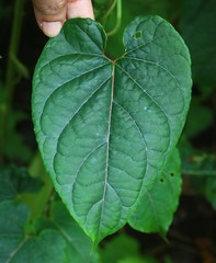 Cynanchum annularium