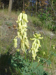 Astragalus collinus