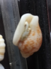 Columbella mercatoria