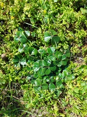Oxalis strigosa
