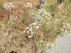 Conopodium subcarneum