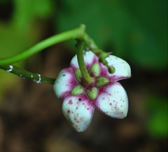 Cynanchum annularium