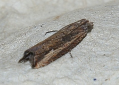 Bactra venosana