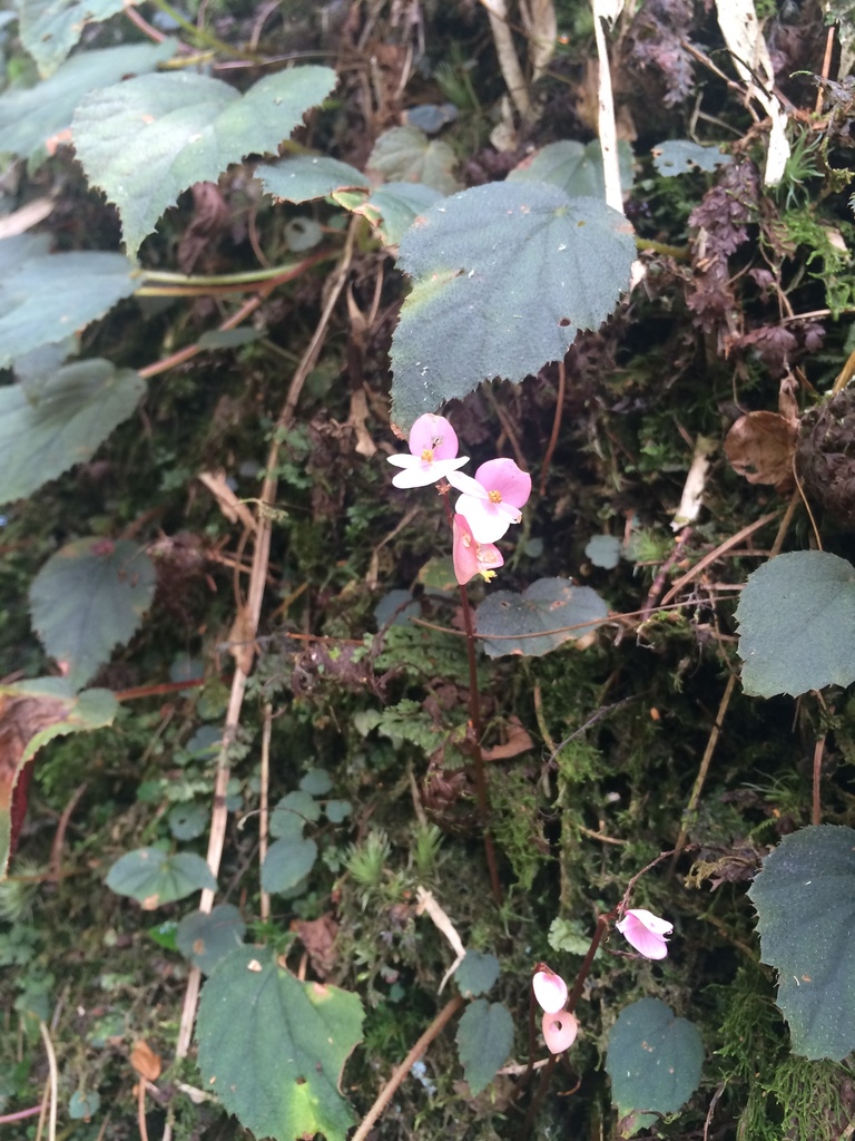 Diploclinium