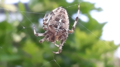 Araneus diadematus
