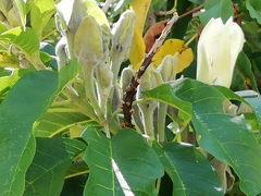 Ipomoea murucoides