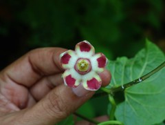 Cynanchum annularium