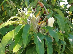 Ipomoea murucoides