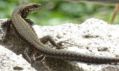 Podarcis muralis breviceps
