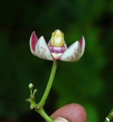 Cynanchum annularium