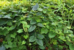 Cynanchum annularium