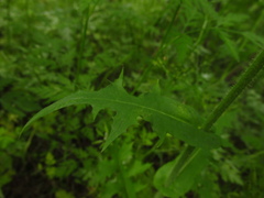 Lactuca hispida