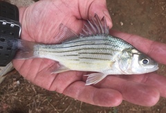 Morone mississippiensis