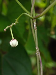 Cynanchum annularium