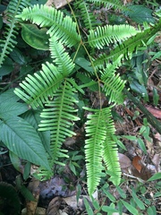 Dicranopteris pedata