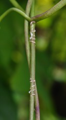 Cynanchum annularium