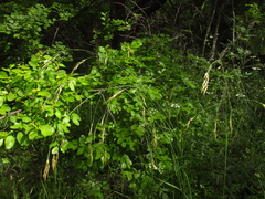 Piptatherum holciforme